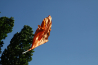 _MG_9048.jpg
